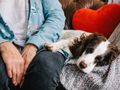 Charity event with MPs to support new pet friendly rental laws