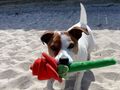 Send a gift to your local rehoming centre