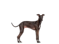 Italian Greyhound 