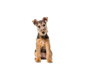Lakeland Terrier 