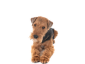 Welsh Terrier 