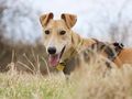Going the extra mile for Underdog Rupert