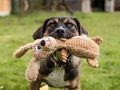 Help dogs now and in the future