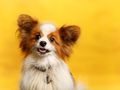 Dogs Trust Leaders Circle