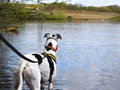 Senedd pleges to end greyhound racing in Wales