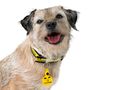 National Dog Survey