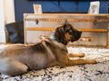 Why your dog scratches the carpet and how to stop them