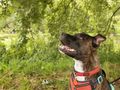 12 woodland walks your pooch will adore this summer
