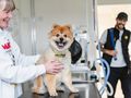 Alfie needed urgent life-saving treatment.