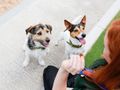 Pets at Home