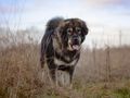 Post Adoption Welfare Study (PAWS)