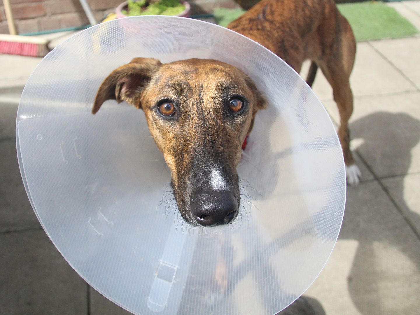 Sky the Lurcher wearing the cone of shame