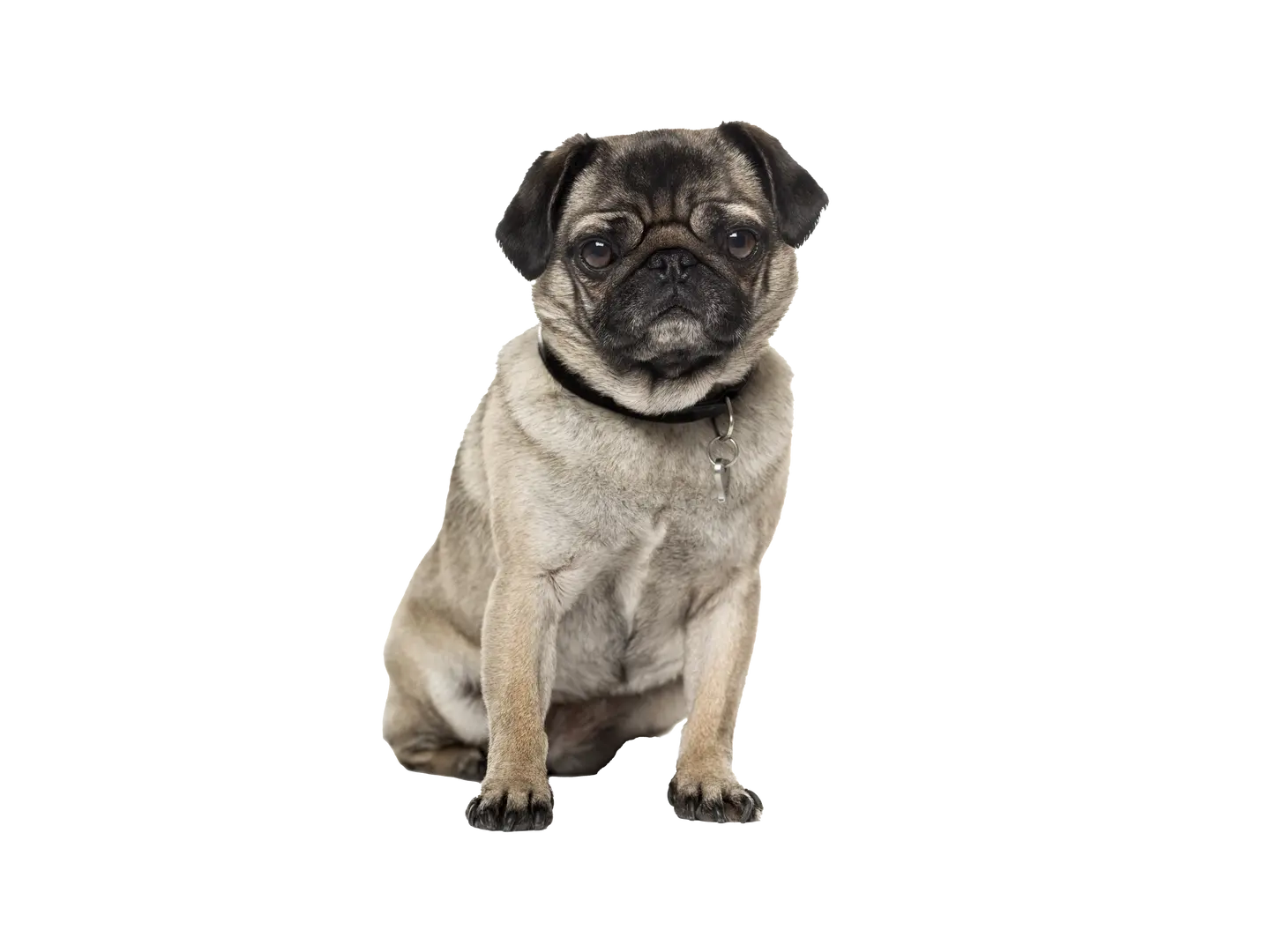 Pug