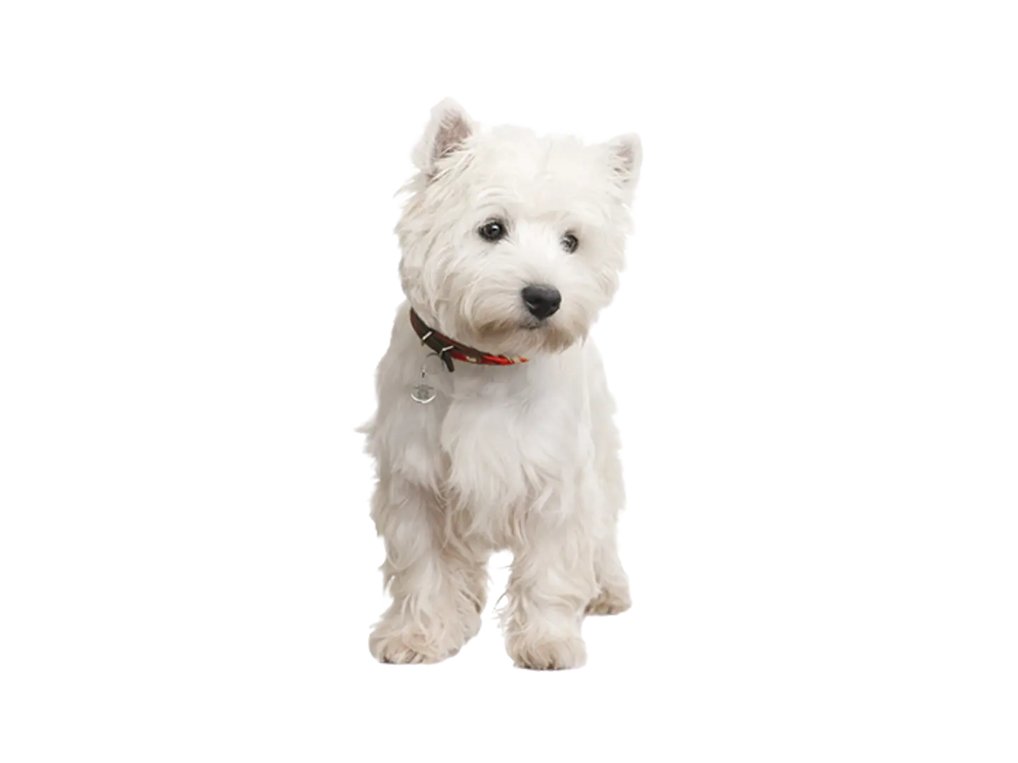 West Highland White Terrier