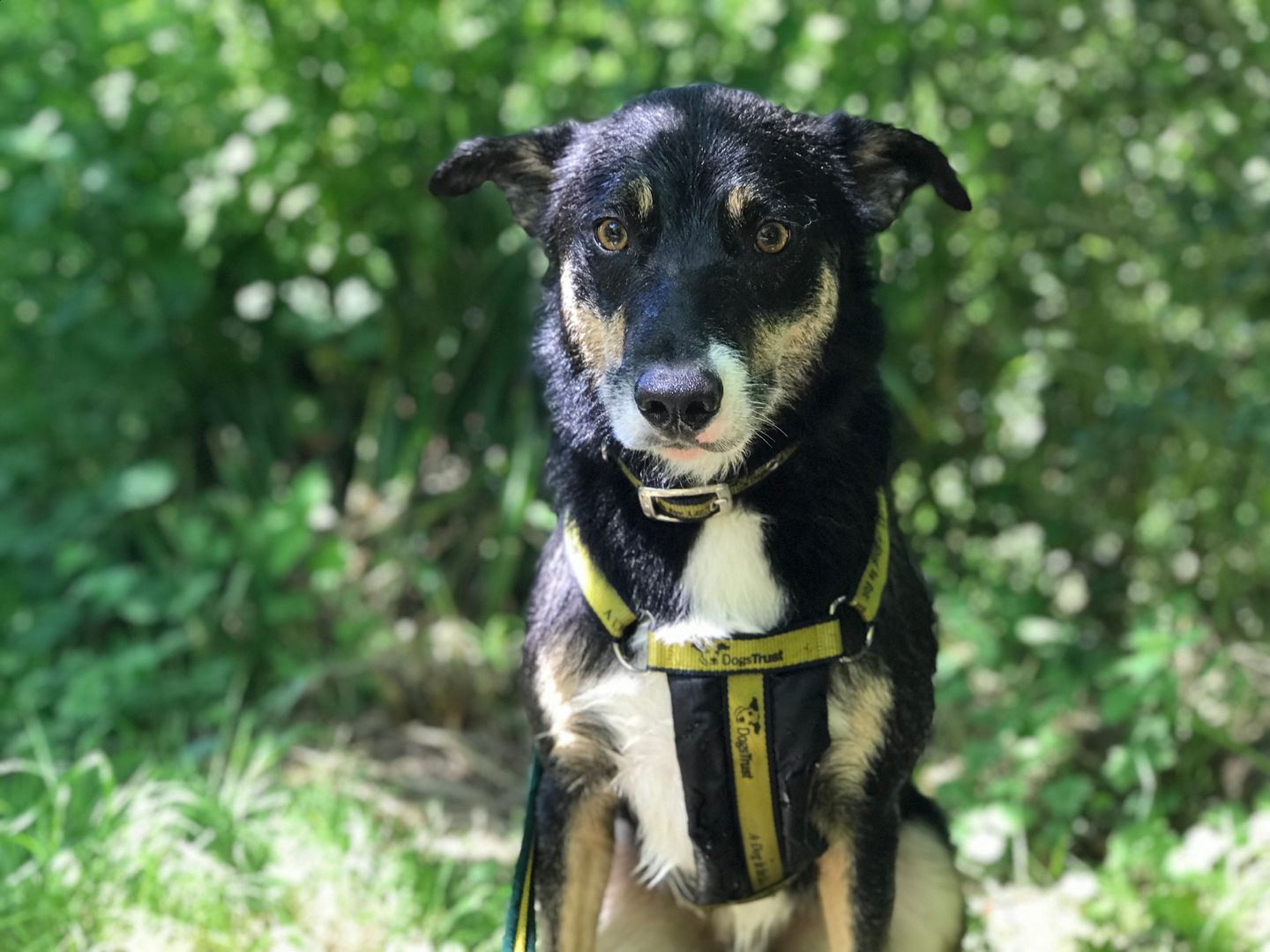 Duggee the Collie Cross on a walk