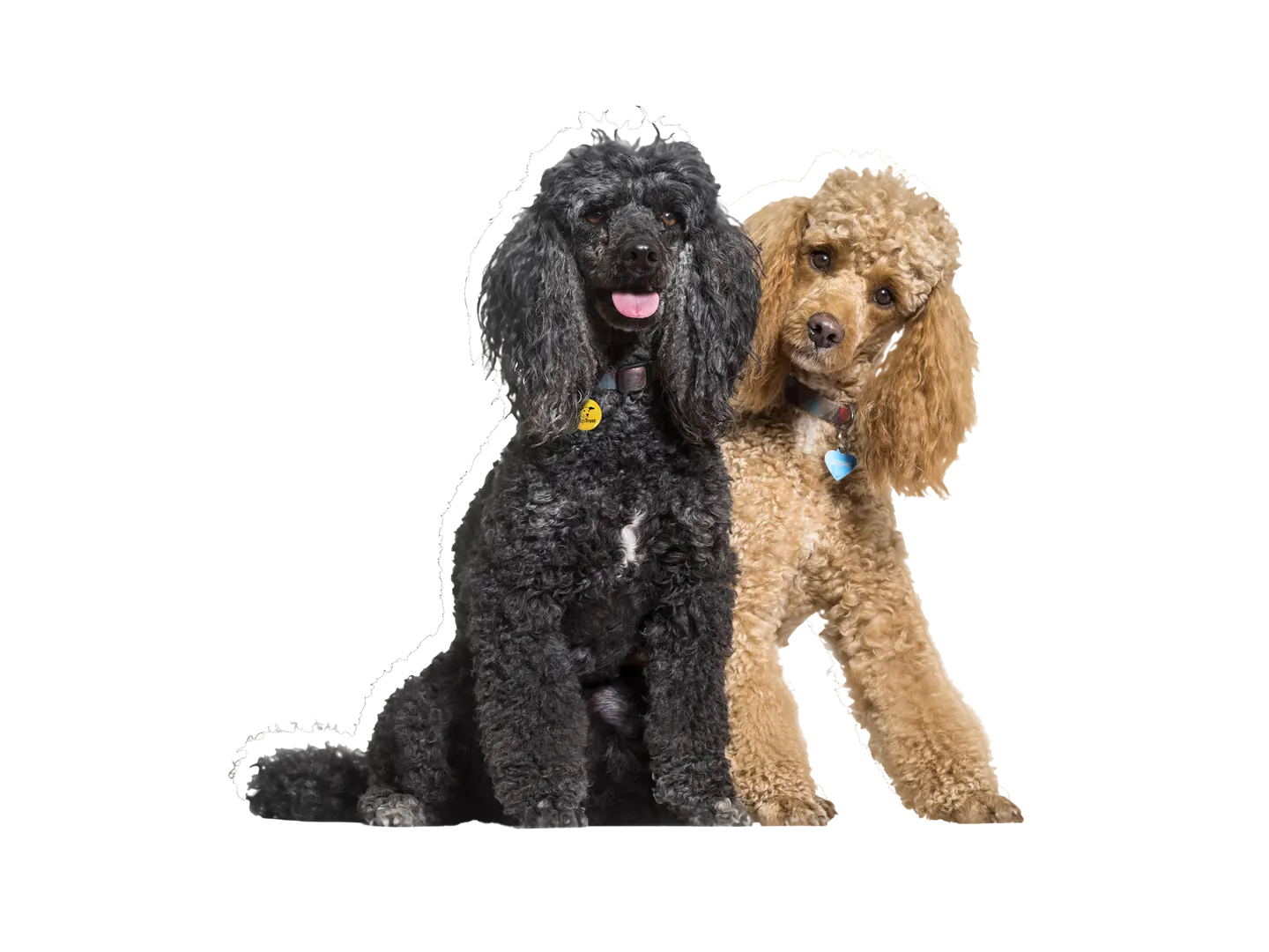 Poodle