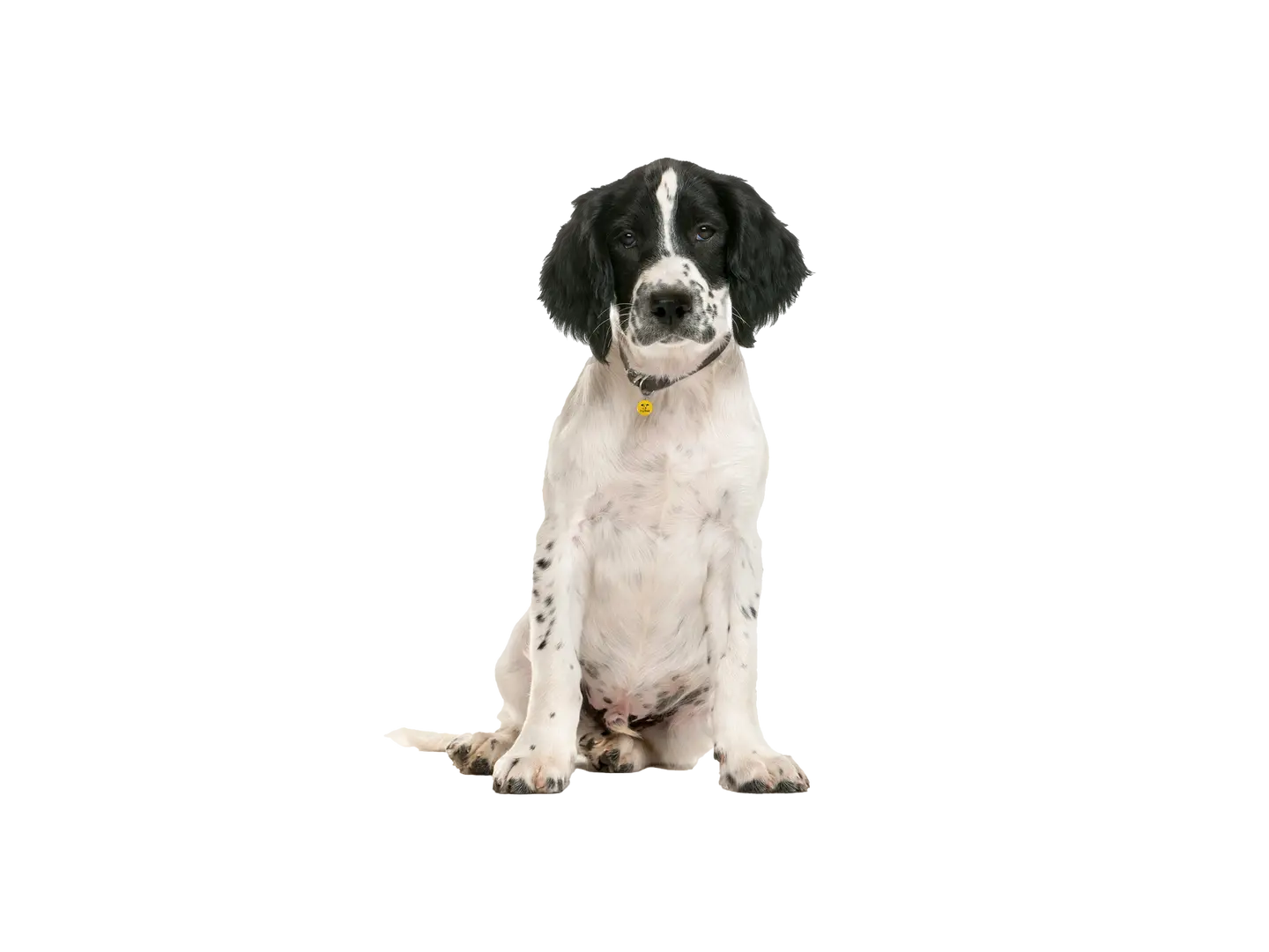 Springer Spaniel