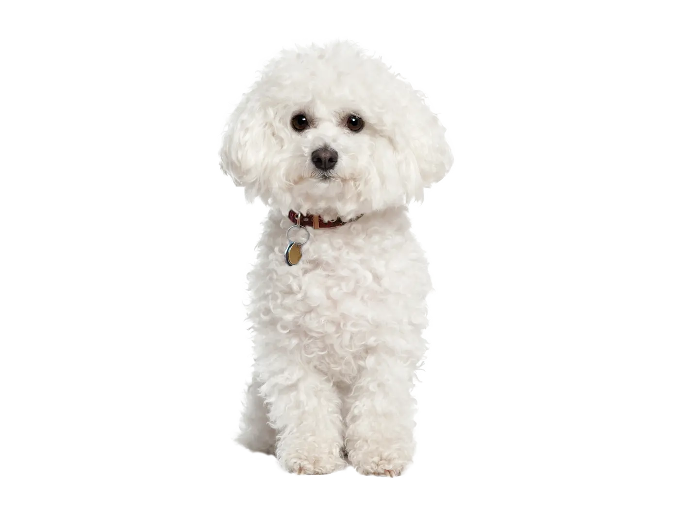 Bichon Frise