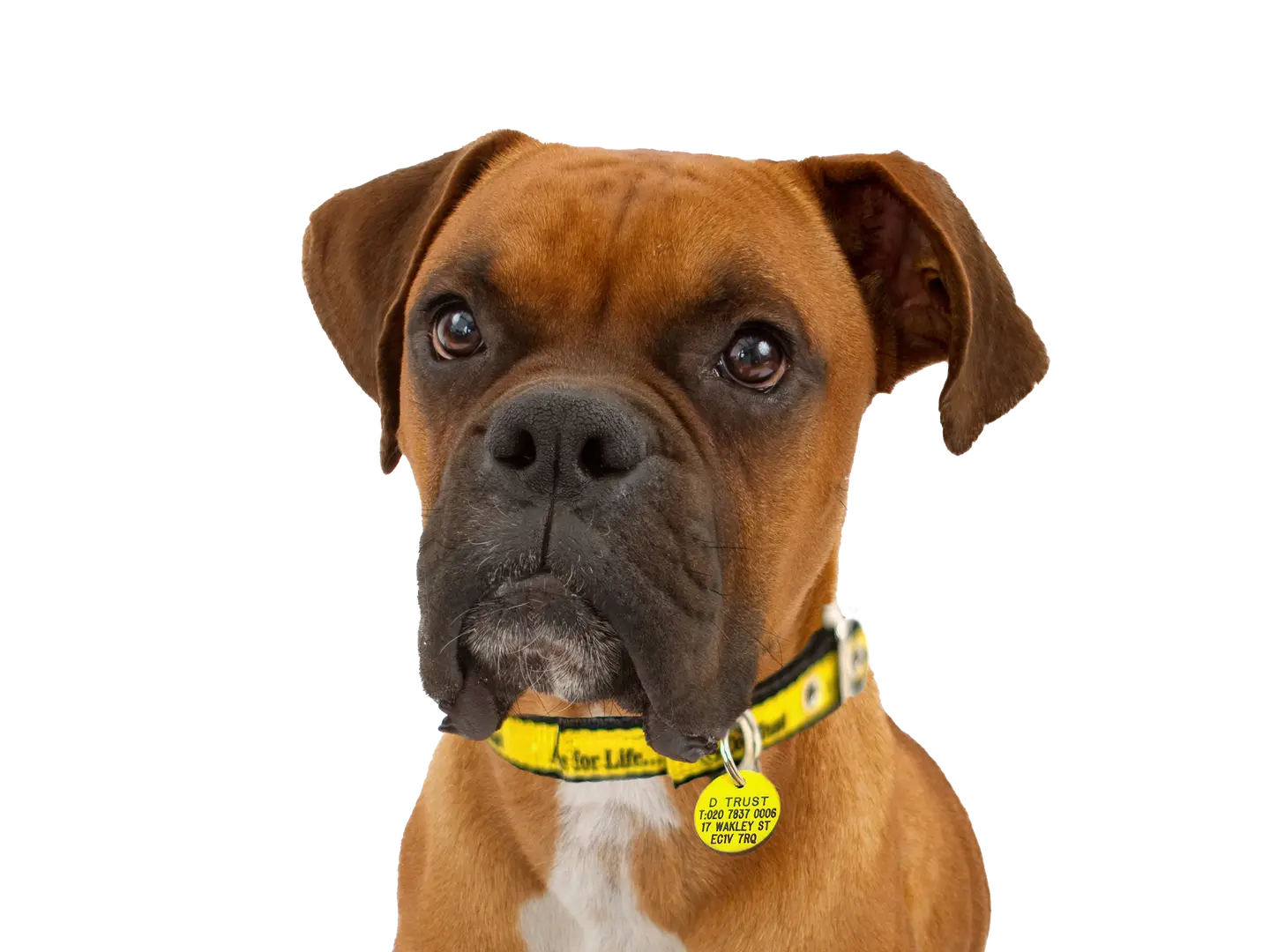 Boxer