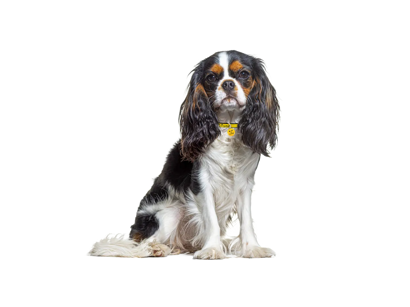 Cavalier King Charles Spaniel