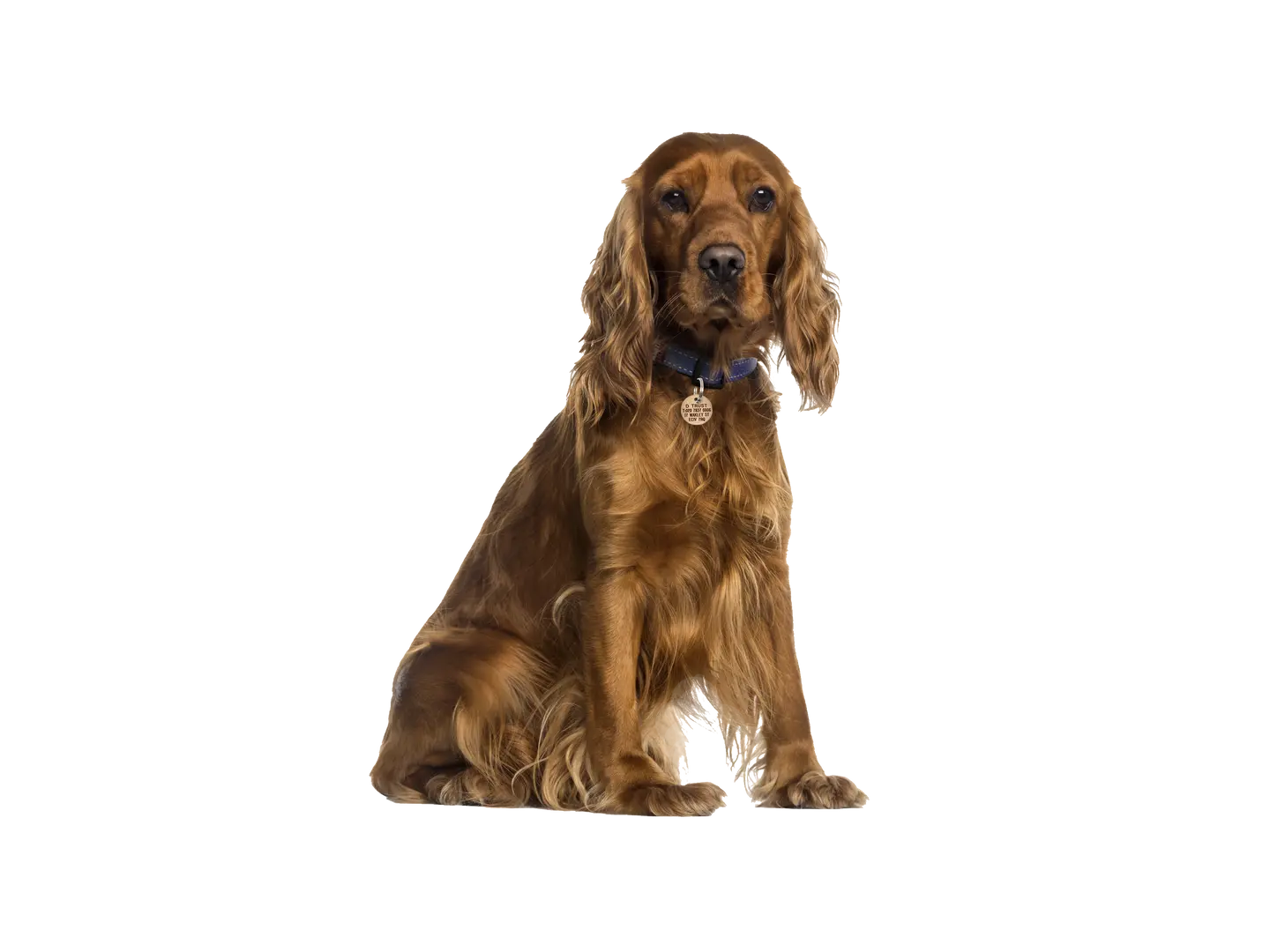 Cocker Spaniel