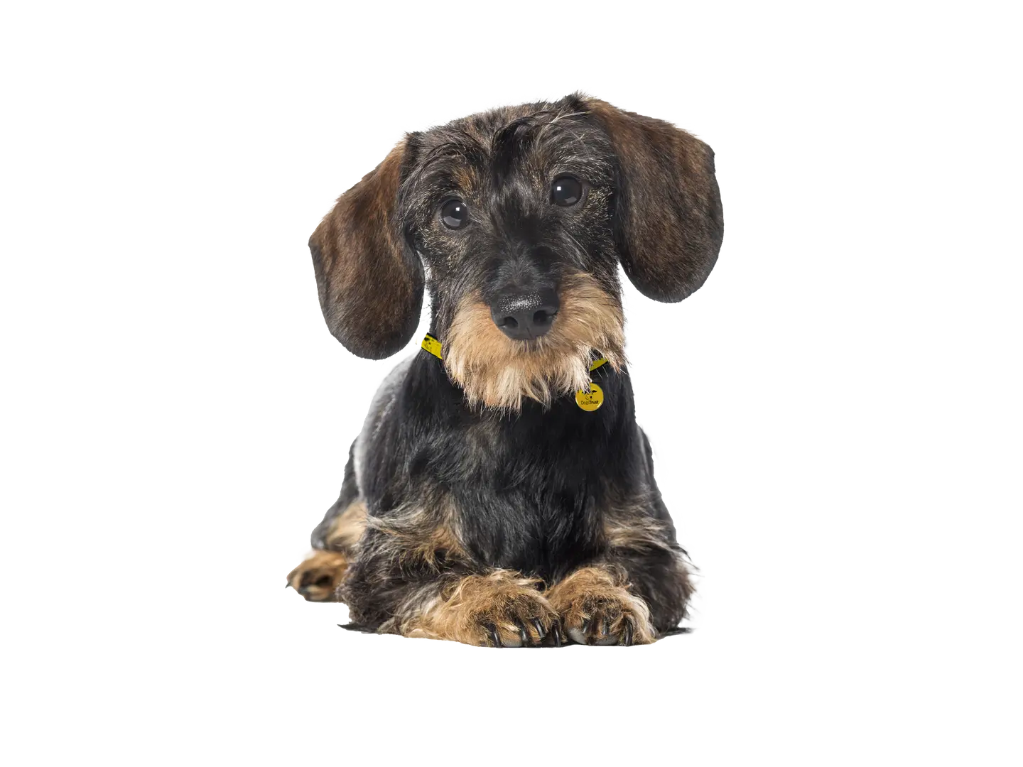 Dachshund