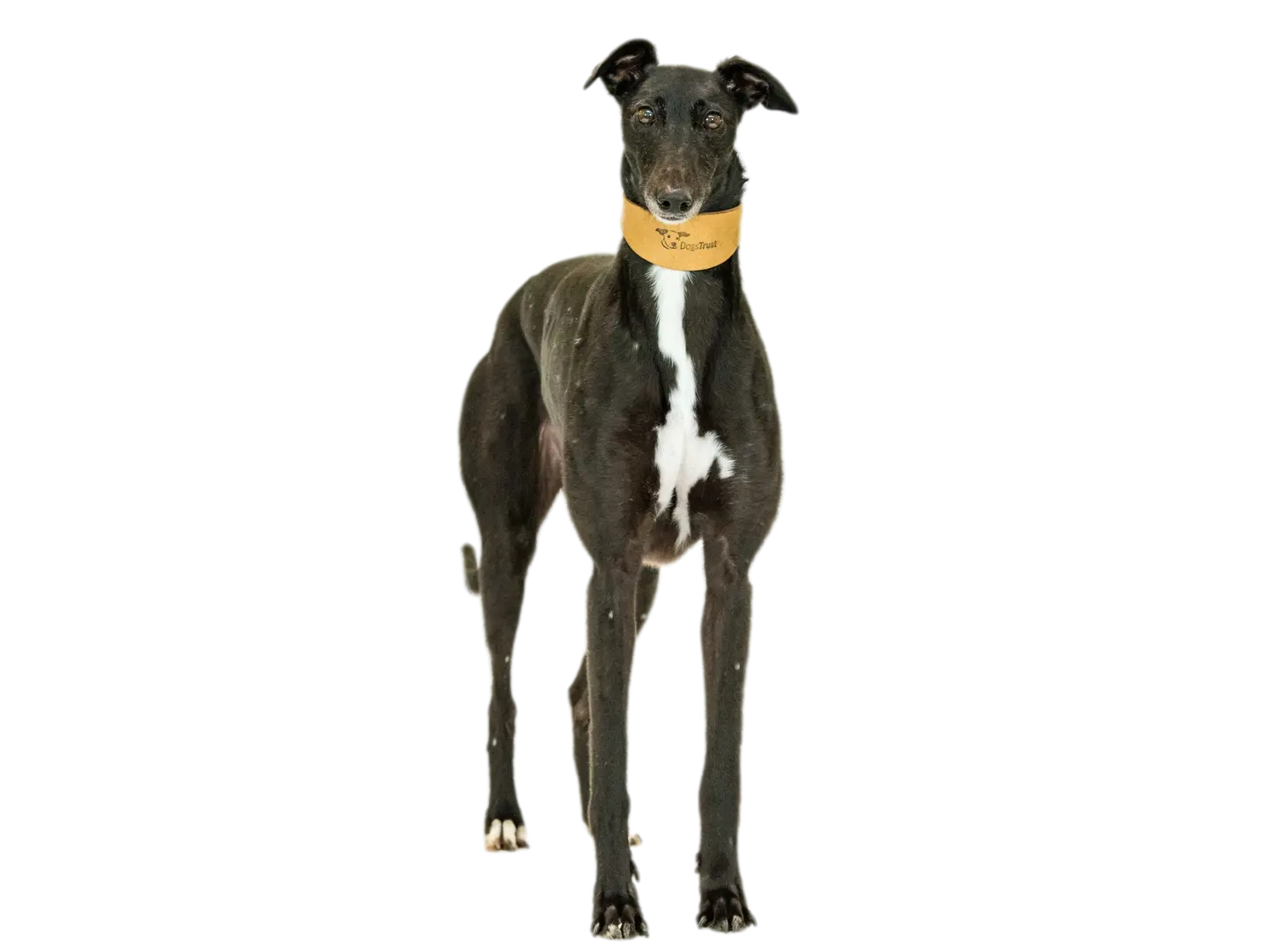 Greyhound