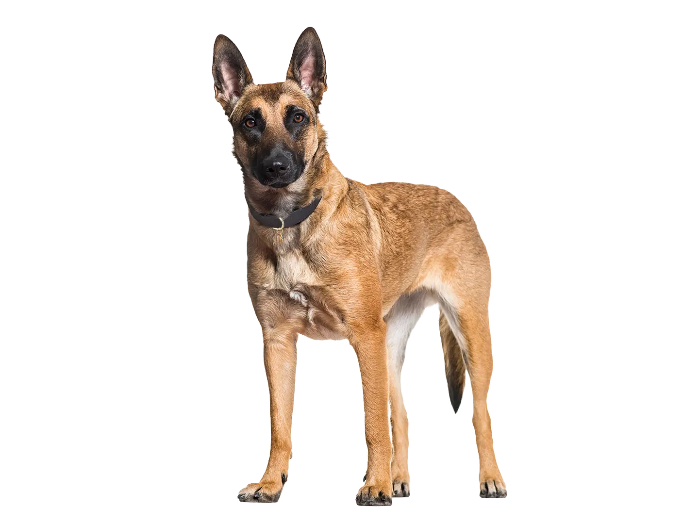 Belgian Malinois