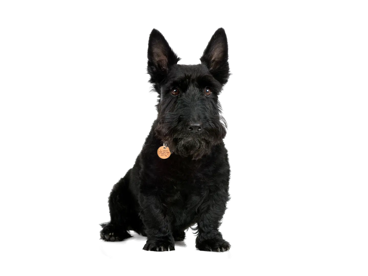 Scottish Terrier (Scottie)