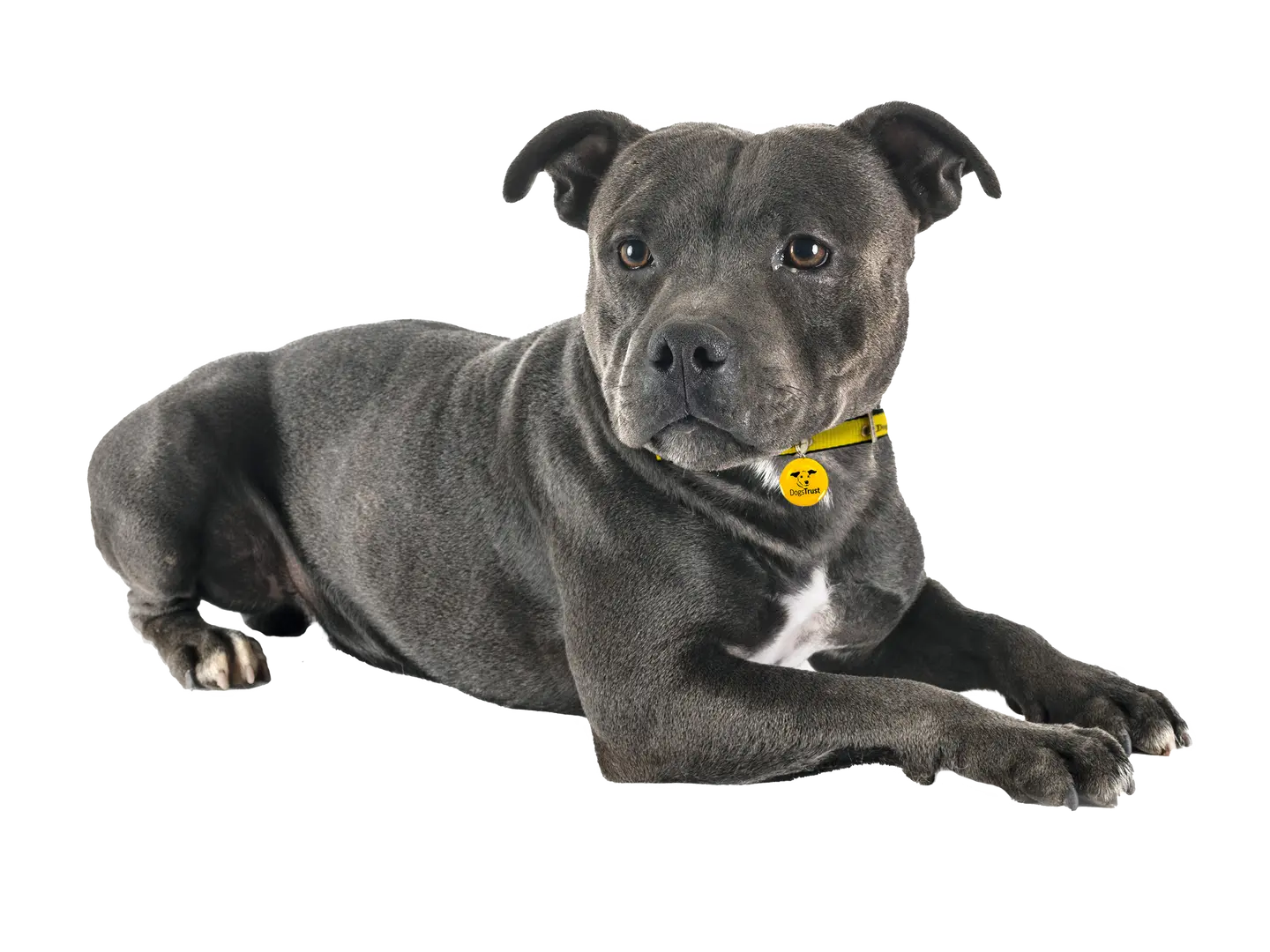 Staffordshire Bull Terrier