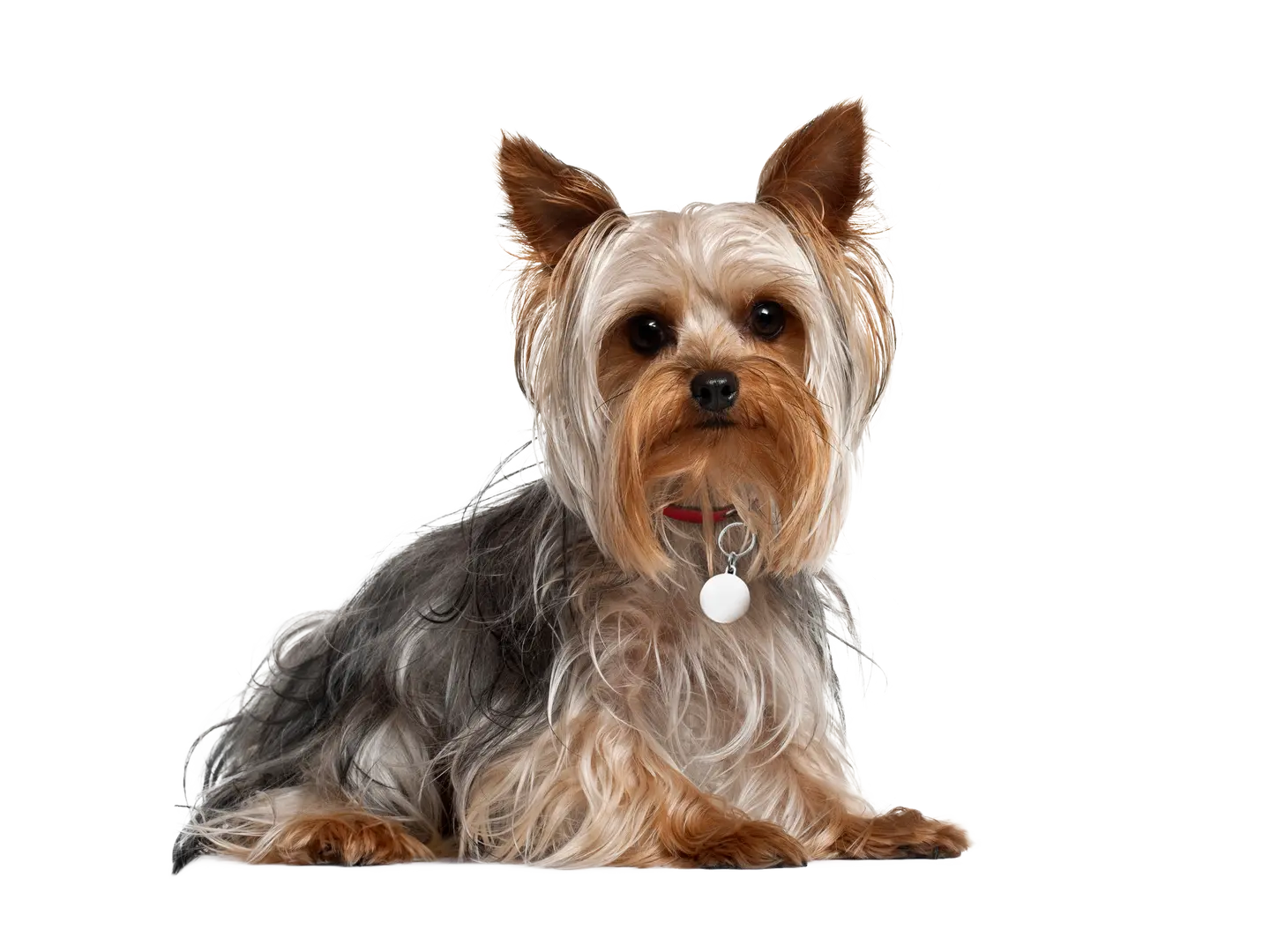 Yorkshire Terrier (Yorkie)