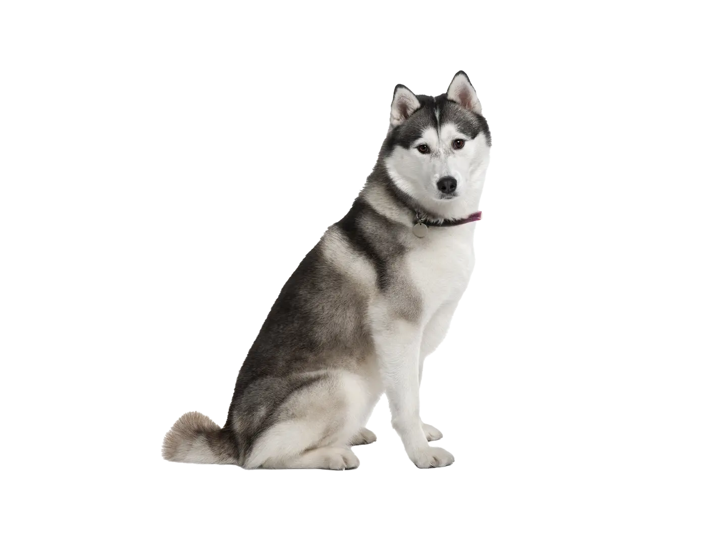 Akita