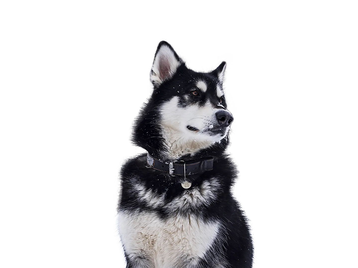 Alaskan Malamute
