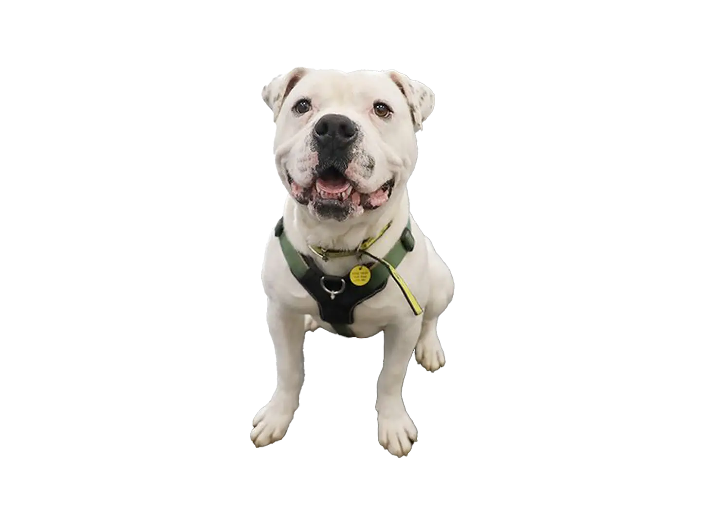 American Bulldog