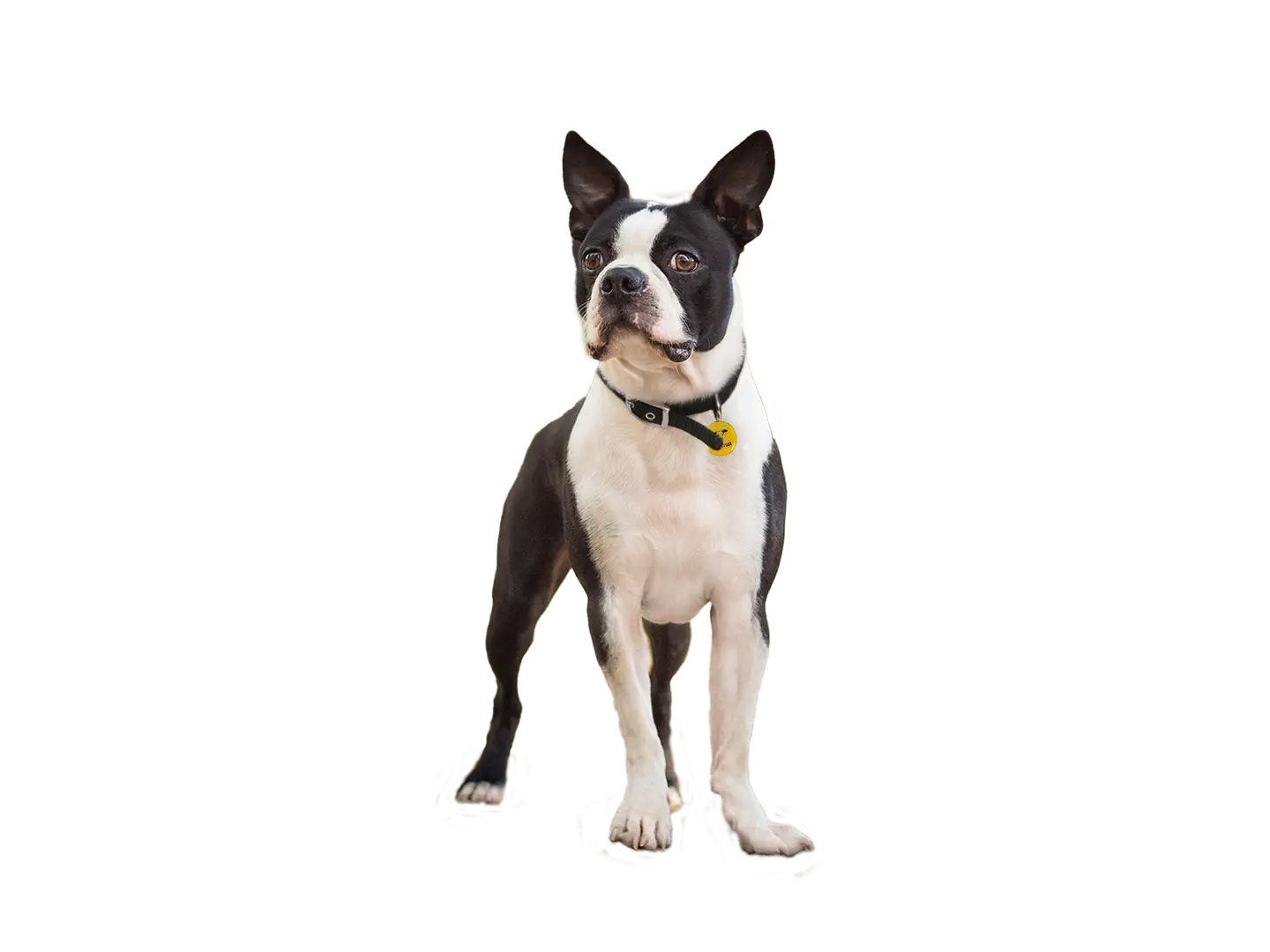 Boston Terrier