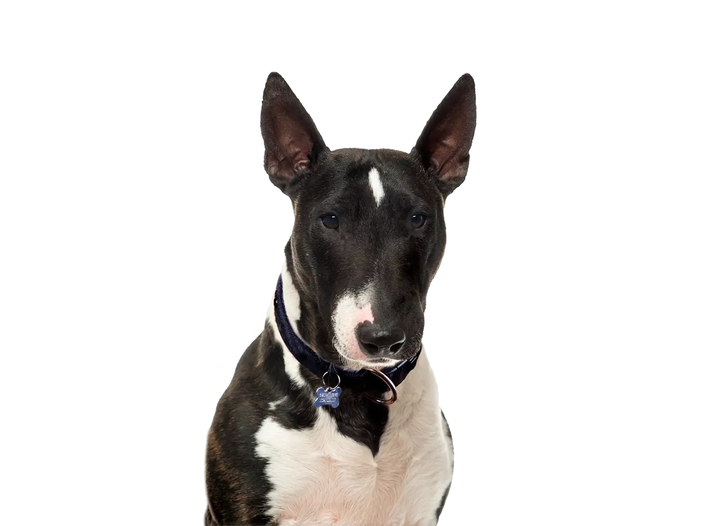 Bull Terrier
