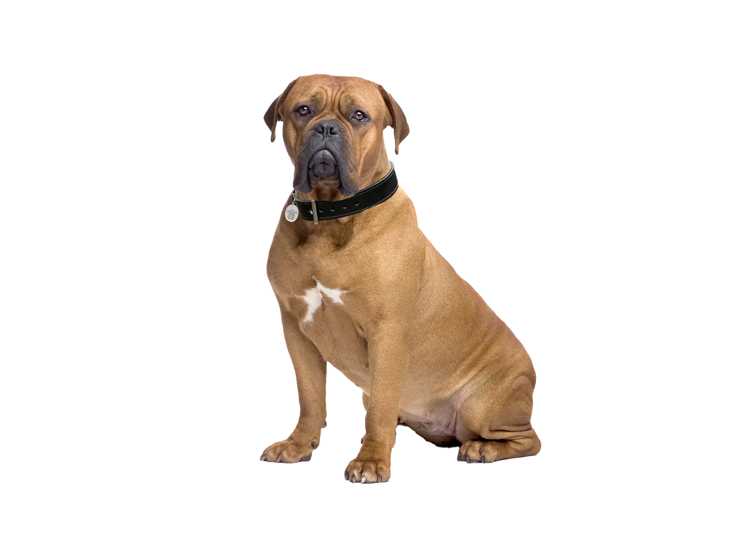 Dogue De Bordeaux