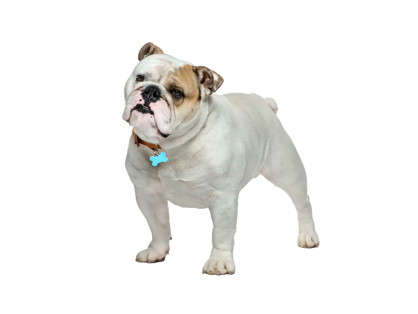 English Bulldog