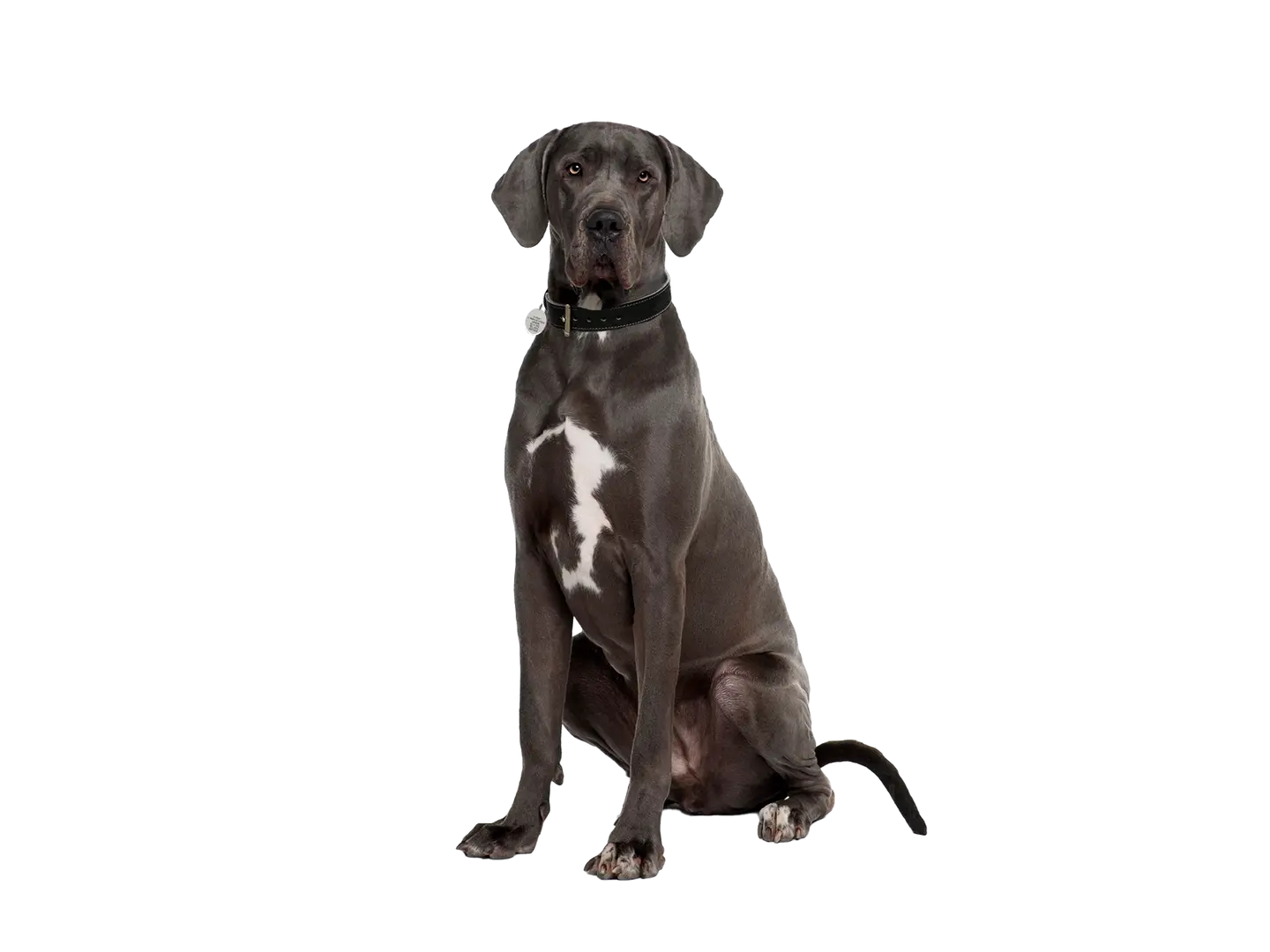 Great Dane