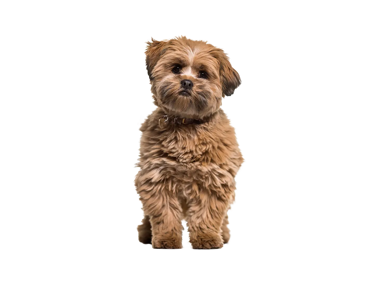Lhasa Apso