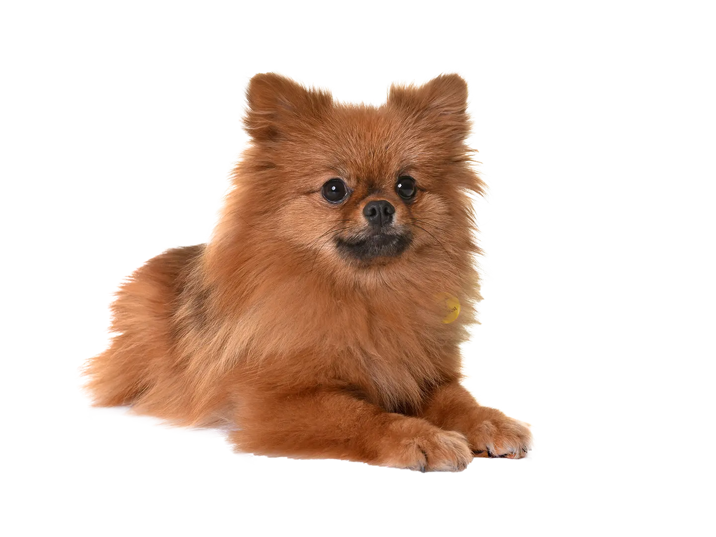 Pomeranian