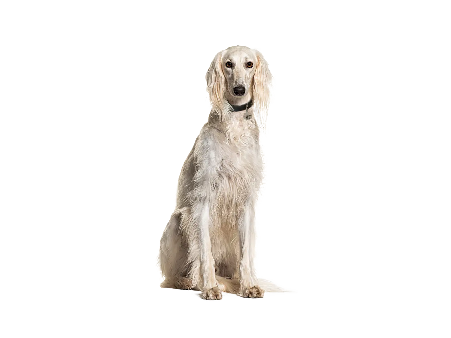 Saluki