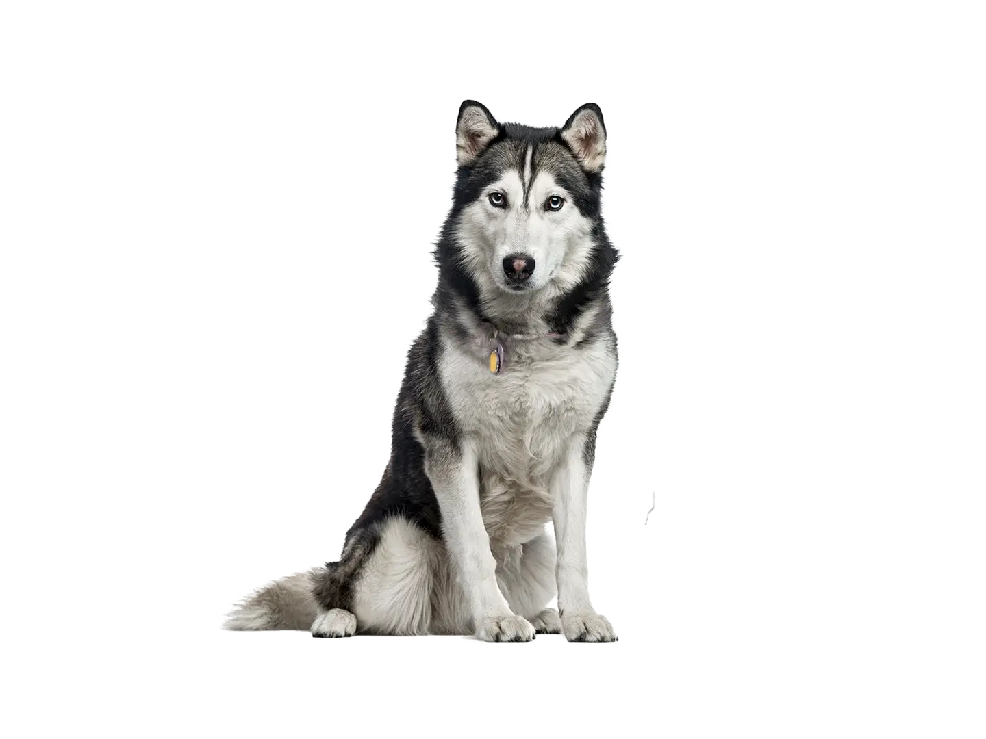 Siberian Husky