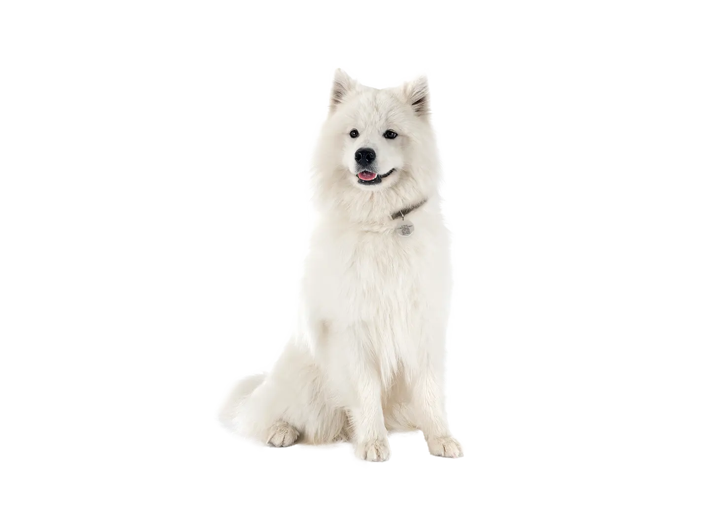 Spitz