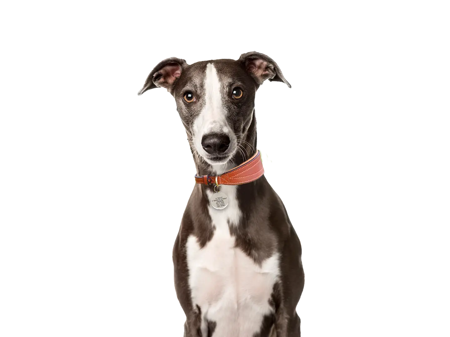 Whippet