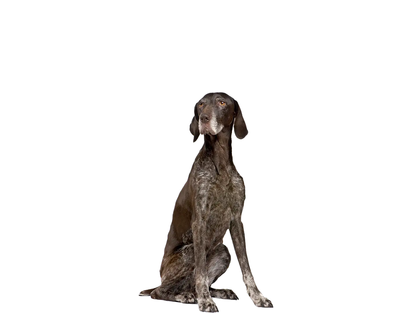 German Shorthaired Pointer