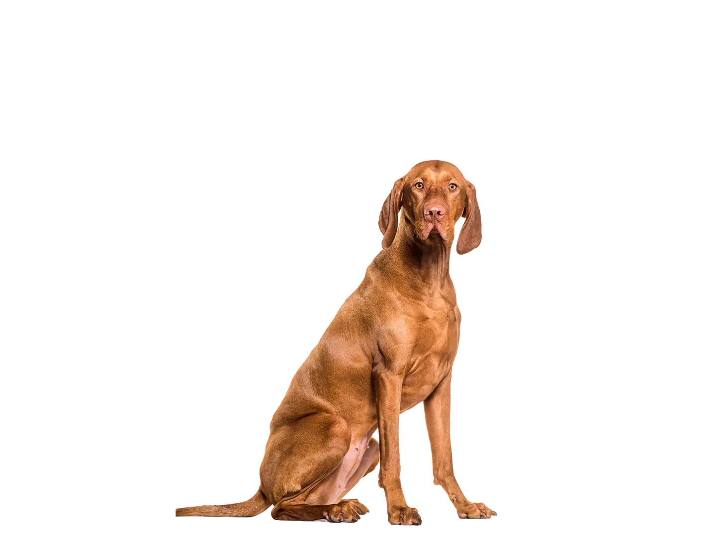 Hungarian Vizsla