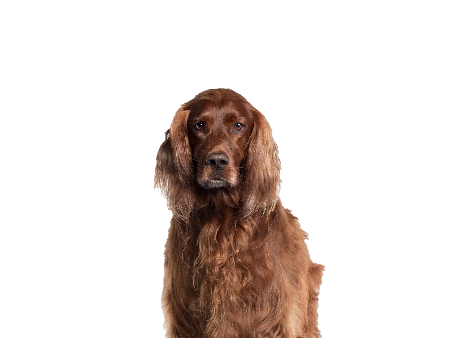 Irish Setter