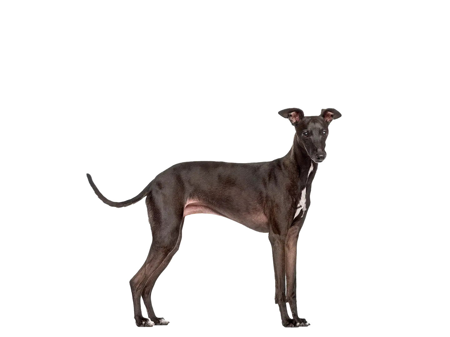Italian Greyhound