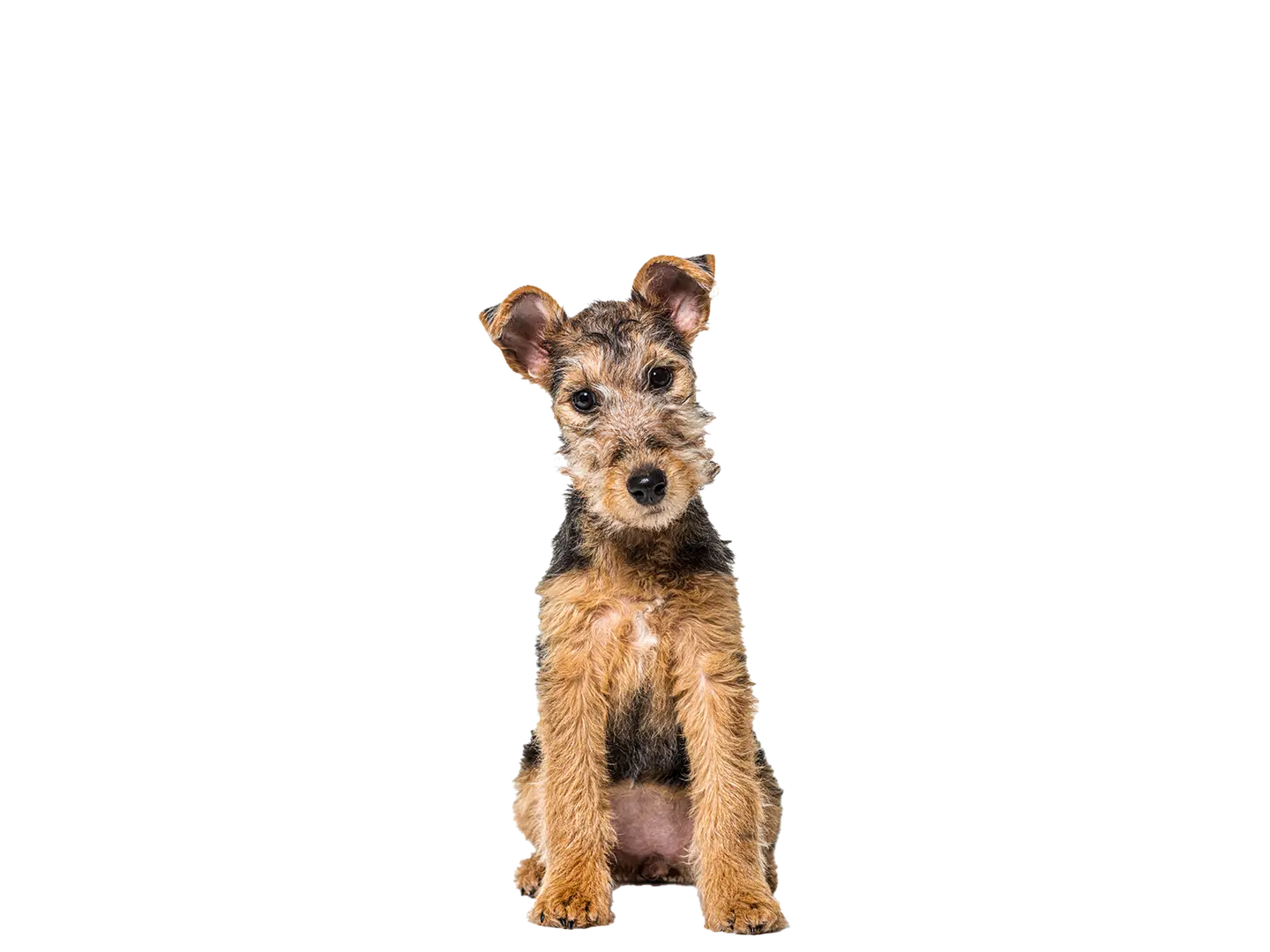 Lakeland Terrier